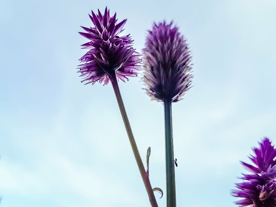 flower, close-up, ant, sky, beautiful, mauritius, flowering plant HD wallpaper