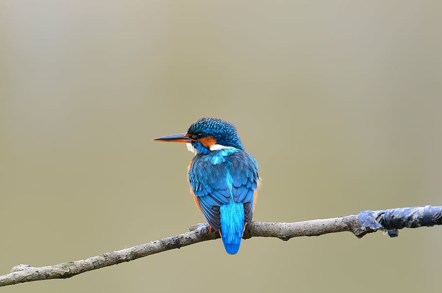 blue long beak bird on tree branch, nature, wild, natural, animal, HD wallpaper