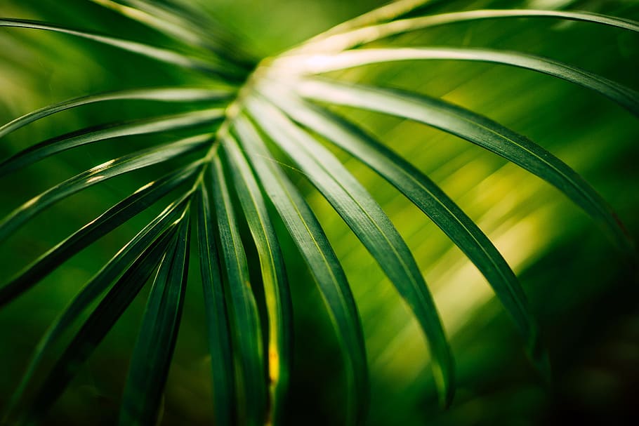 green leaf, closeup photo of leaf, plant, nature, green Color