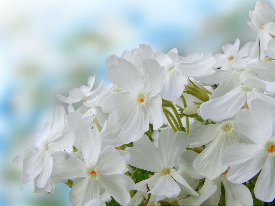 white petaled flowers, nature, spring, plant, phlox, blossom HD wallpaper