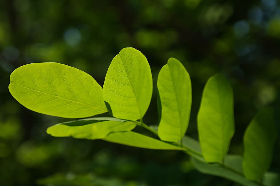 Leaves, Green, Green, Tree, Shine, shine through, shades of green HD wallpaper