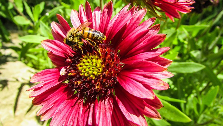 Flower, Bee, Spring, Spring, Garden, Nature, colorful, fragility HD wallpaper