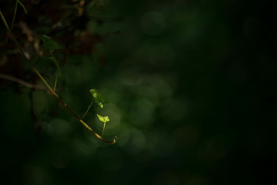 green leafed plant, tilt-shift lens photo of green leaves in brand HD wallpaper