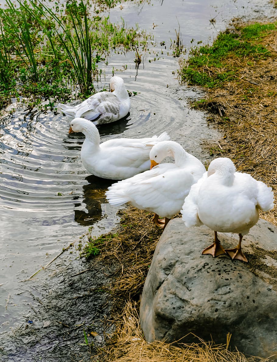 goose, wildlife, multi, bird, vertebrate, water, animal themes HD wallpaper