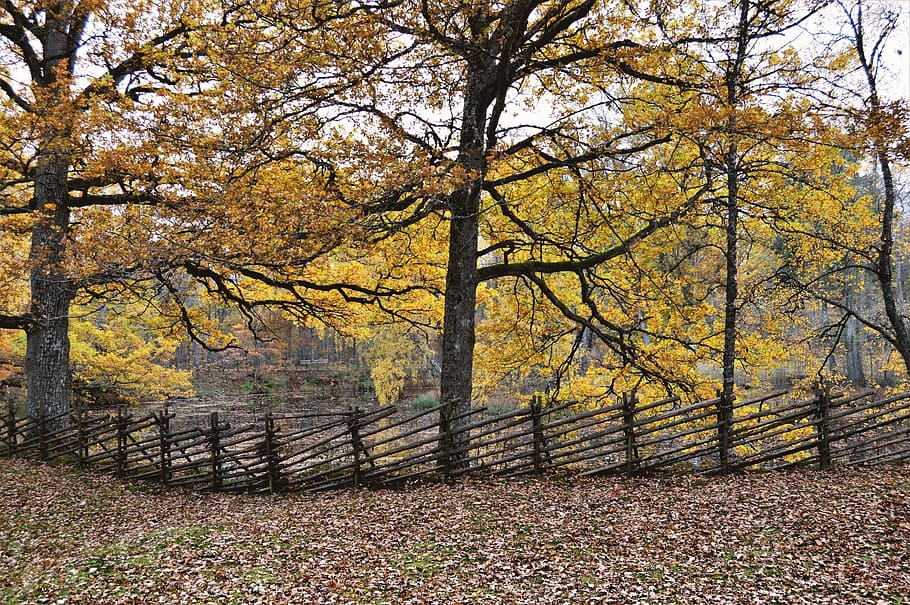 autumn, forest, tree, fence, leaf, sweden, nature, water, colors HD wallpaper