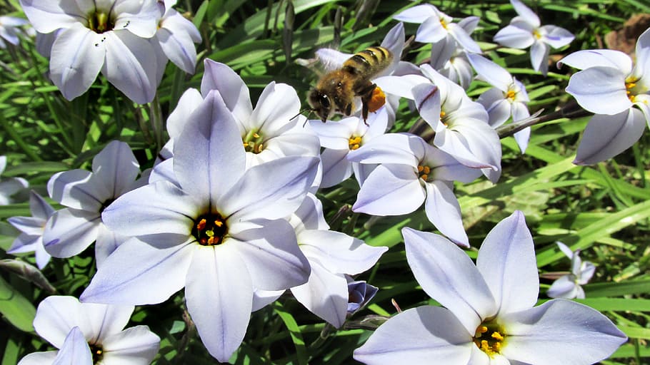 bee, flying over flowers, pollen, flowering plant, fragility HD wallpaper