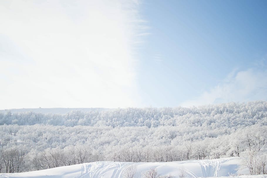 trees covered in snow, snowed-cover leafed trees, forest, white HD wallpaper