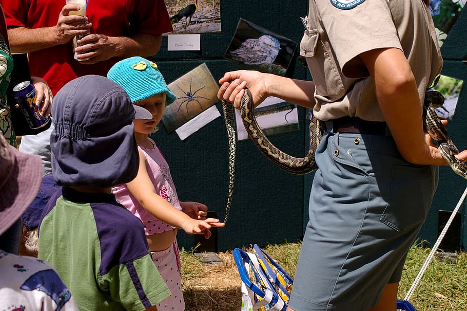 snake, python, children, meeting, touching, learning, wild HD wallpaper