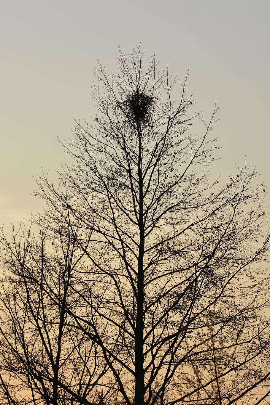 tree, nest, nature, branches, bird's nest, sky, bare tree, plant HD wallpaper