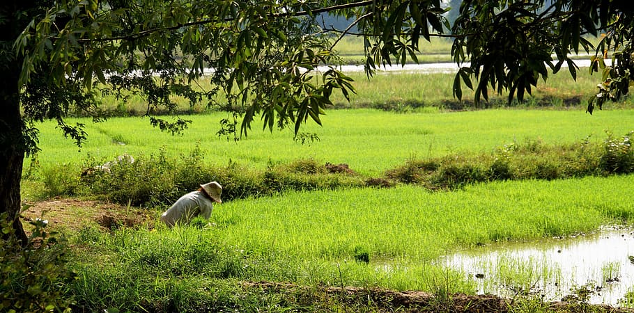 rice, fields, pad, paddy, green, crop, farm, grain, farmland HD wallpaper