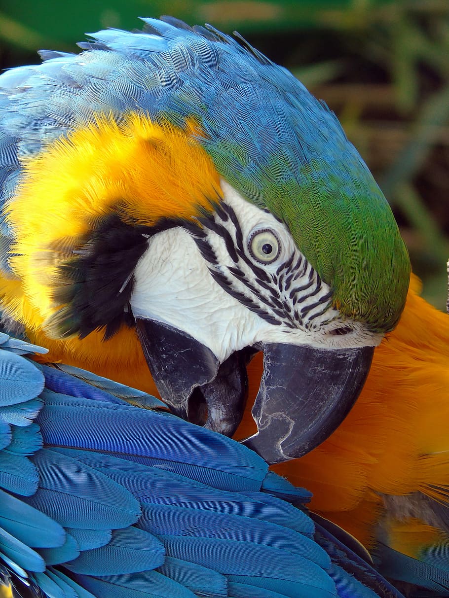 blue and multicolored parrot, bird, feather, macaw, wing, tropical HD wallpaper