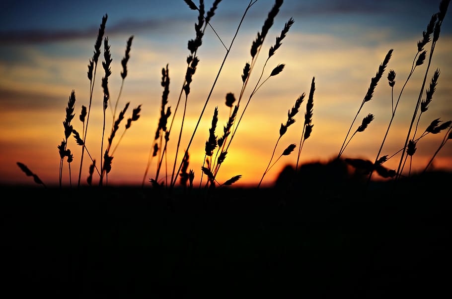 Sunset, Landscape, Nature, cereal plant, agriculture, crop HD wallpaper