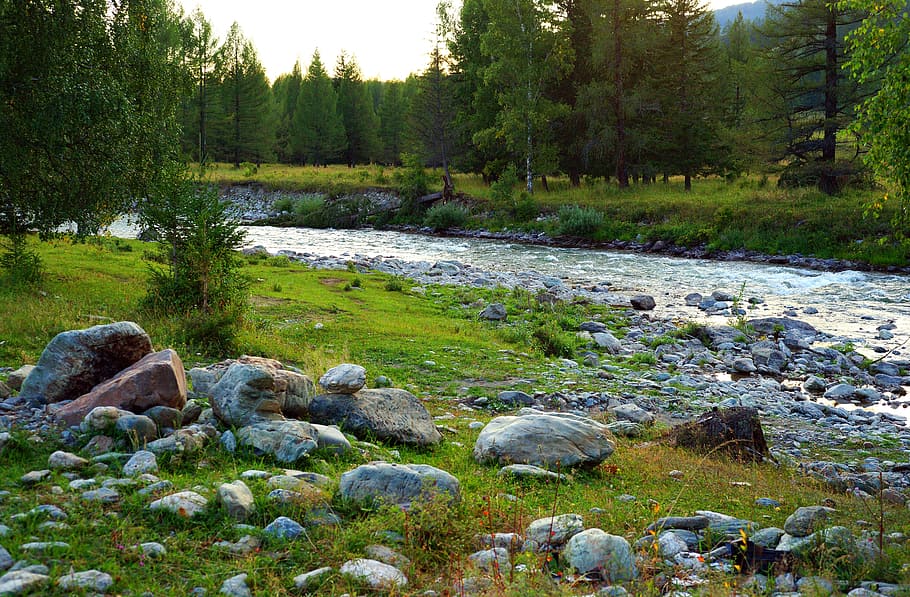 Landscape, Mountain Altai, mountains, river, water, trees, grass HD wallpaper