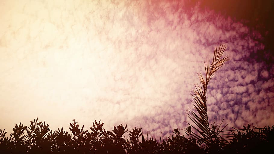 Palm, Cloud, Light, White, sky, cloud inorat, nature, growth HD wallpaper