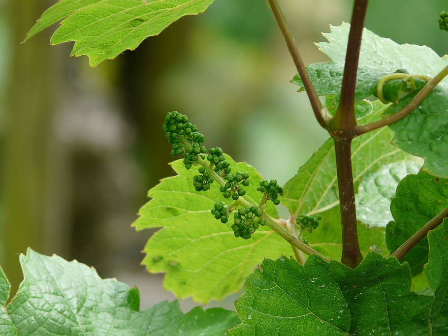 Grapevine, Vitis Vinifera, Wine, engine, branch, grow, wine leaf HD wallpaper