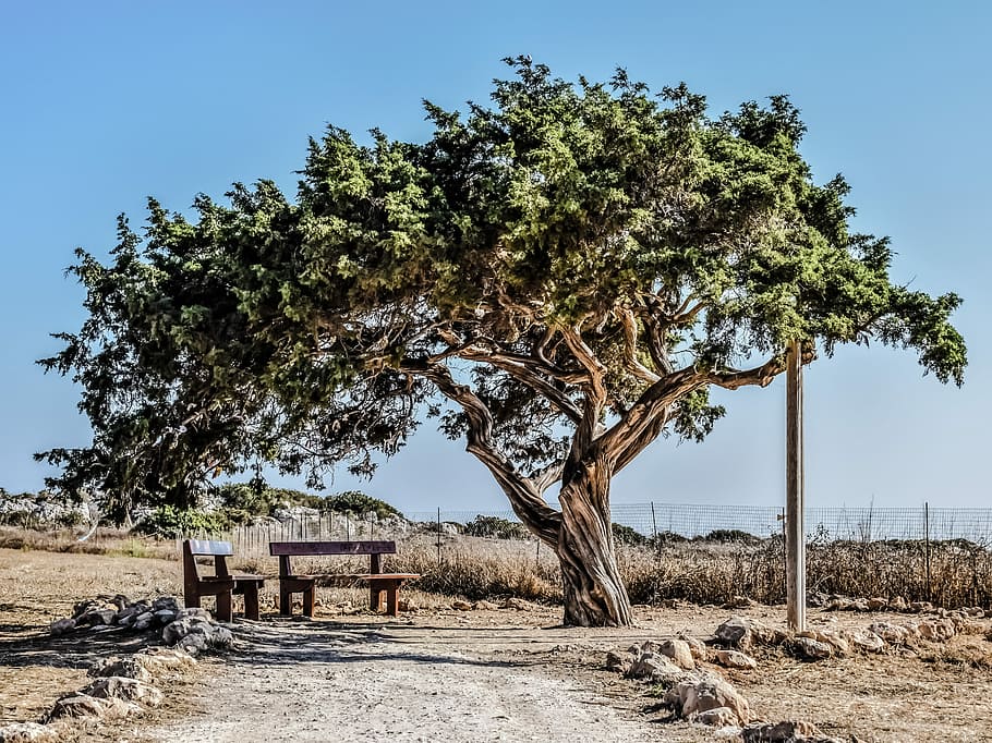Cyprus, Cavo, Tree, Lonely, cavo greko, landscape, nature, nature landscape HD wallpaper