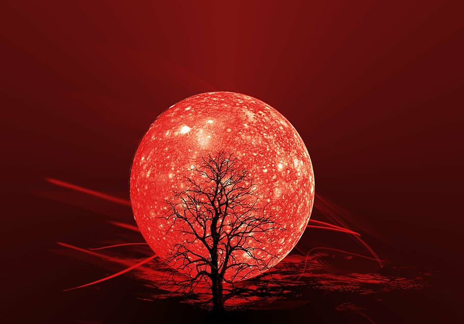 bare tree in front of red moon illustration, the background HD wallpaper