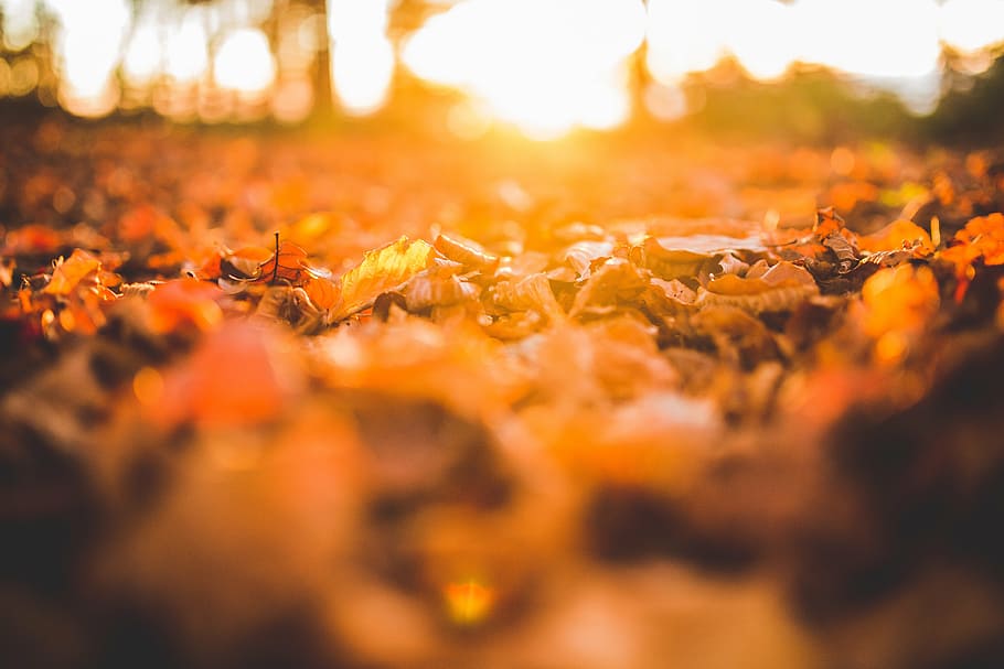 brown dried leaves on ground, wilted, floor, nature, fall, autumn HD wallpaper