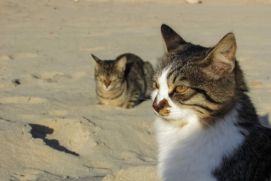 Cat, Stray, Beach, Animal, Cute, Outdoor, homeless, eyes, face HD wallpaper