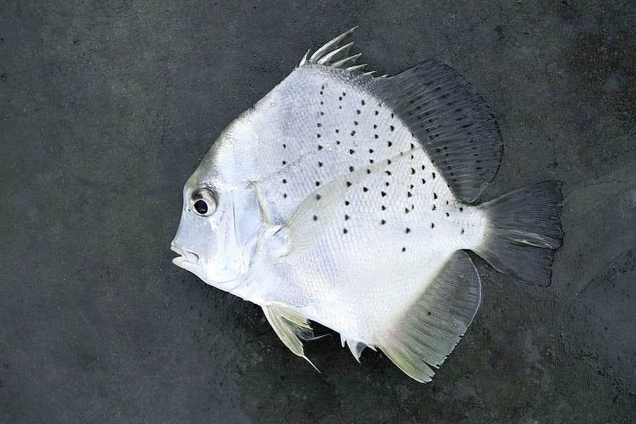 fish, big fish, dead fish, white fish, animal, vertebrate, animal themes HD wallpaper
