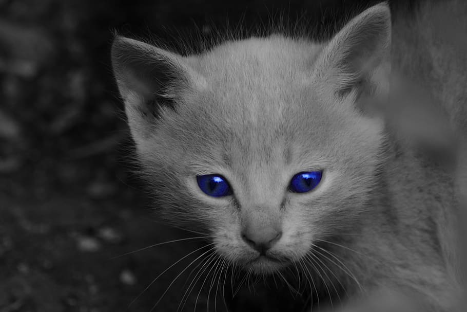 Cat, Jordan, Irbid, obeidat, mayyas, domestic cat, pets, domestic animals HD wallpaper