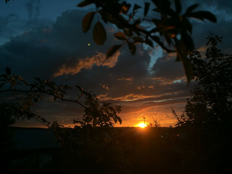 landscape photography of orange sunset, silhouette of plants during sunset HD wallpaper
