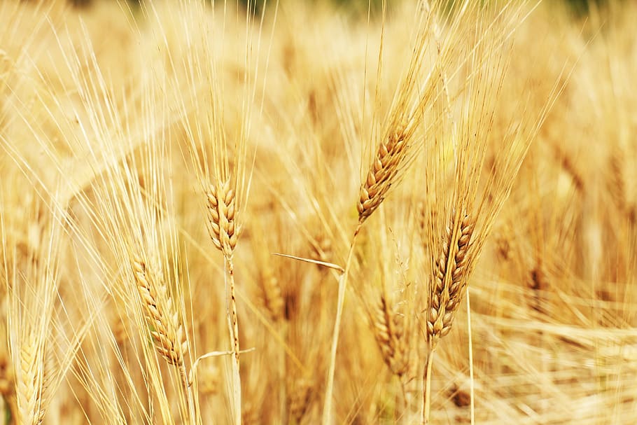brown wheat in shallow focus photography, wheat field, cornfield HD wallpaper