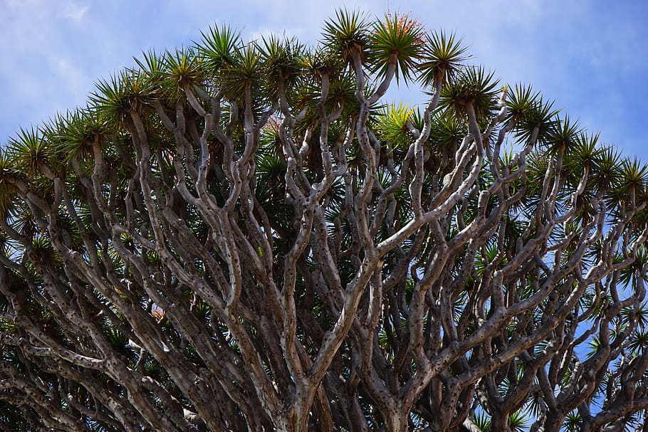 inflorescences, aesthetic, branches, canary island dragon tree, HD wallpaper