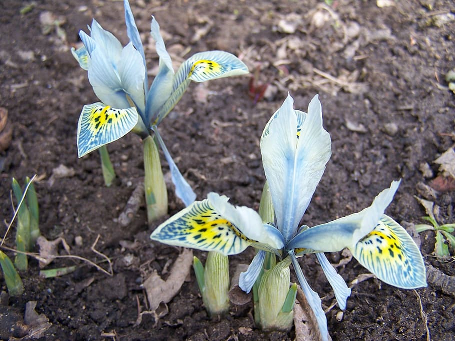 iris breeding, schwertliliengewaechs, iridaceae, purple, blossom HD wallpaper