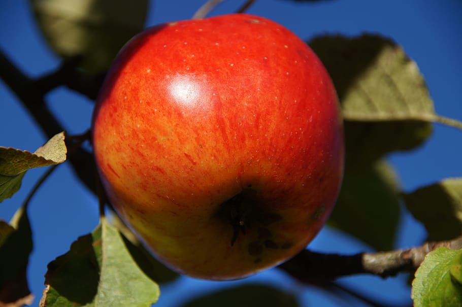 apple, red, close, eat, fruit, ripe, apple tree, frisch, healthy HD wallpaper