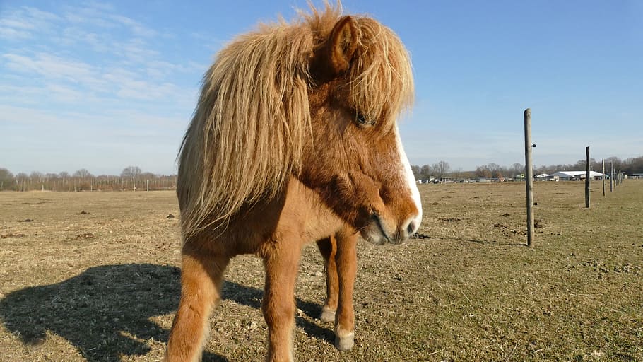 horse, coupling, nature, grass, field, mammal, animal, animal themes HD wallpaper