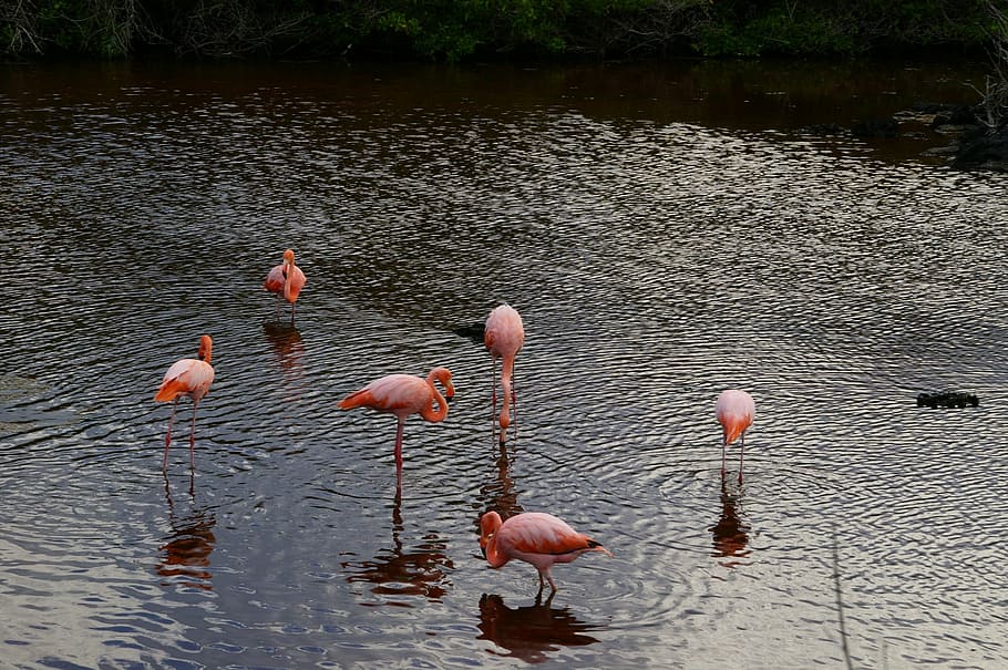 waters, lake, puddle, bird, flamingo, nature, animal world HD wallpaper