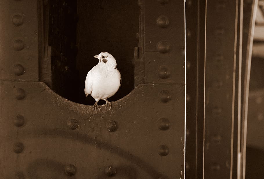 dove, contrast, bird, shadow, pillar, one animal, vertebrate HD wallpaper