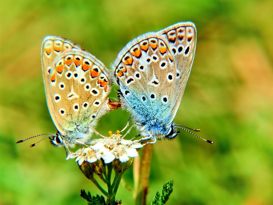 orange and blue butterflies, butterfly, macro, nature, insect HD wallpaper