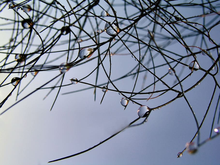 rain drops, grass, nature, branch, tree, plant, bare tree, low angle view HD wallpaper