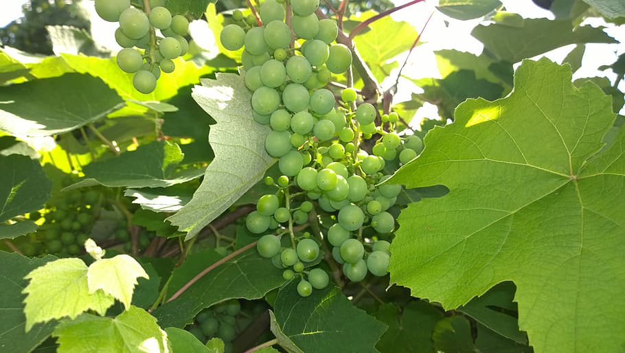 Grape, Frisch, Tree, Fruit, green, leaves, beer garden, green grapes HD wallpaper