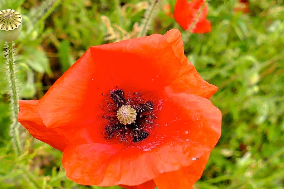 red flower portrait, poppy, close, blossom, bloom, summer, red poppy HD wallpaper