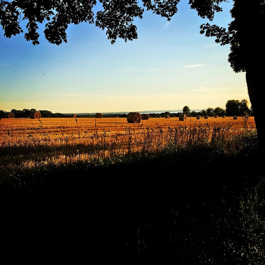 field, go, sunset, countryside, nature, summer, bed, sweden