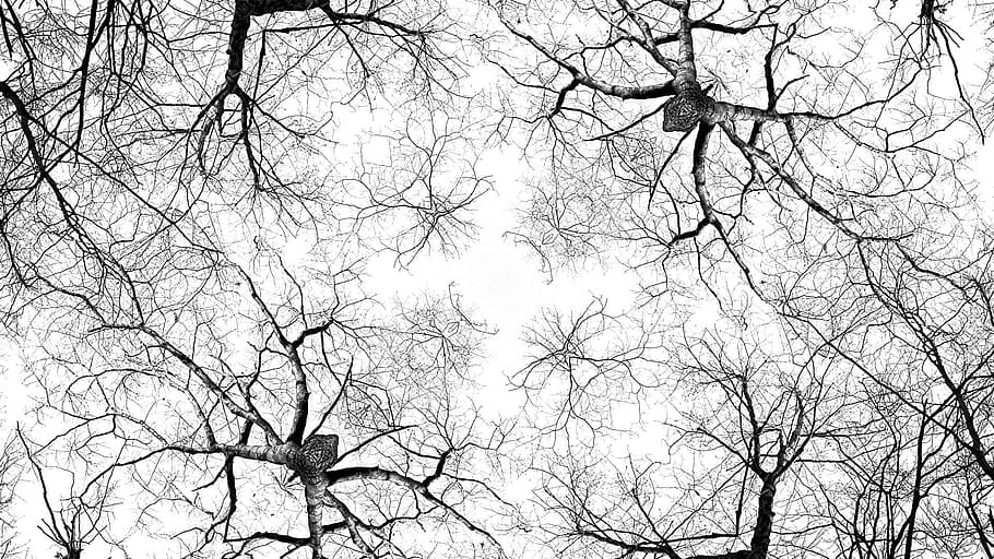 worm's-eye view photo of leafless trees, Knots, Bark, Kaleidoscope HD wallpaper