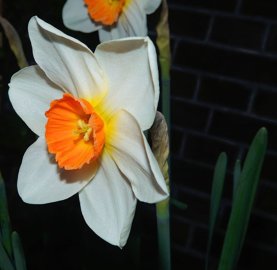 Narcissus, Blossom, Bloom, Daffodil, white-orange, bright, colorful HD wallpaper