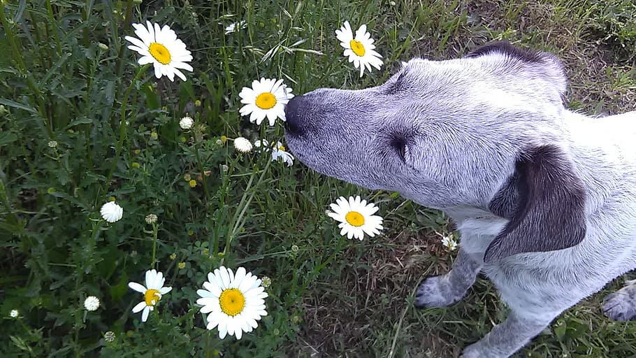 Daisy, Dog, Smelling, Spring, Pet, meadow, cute, flower, fragility HD wallpaper