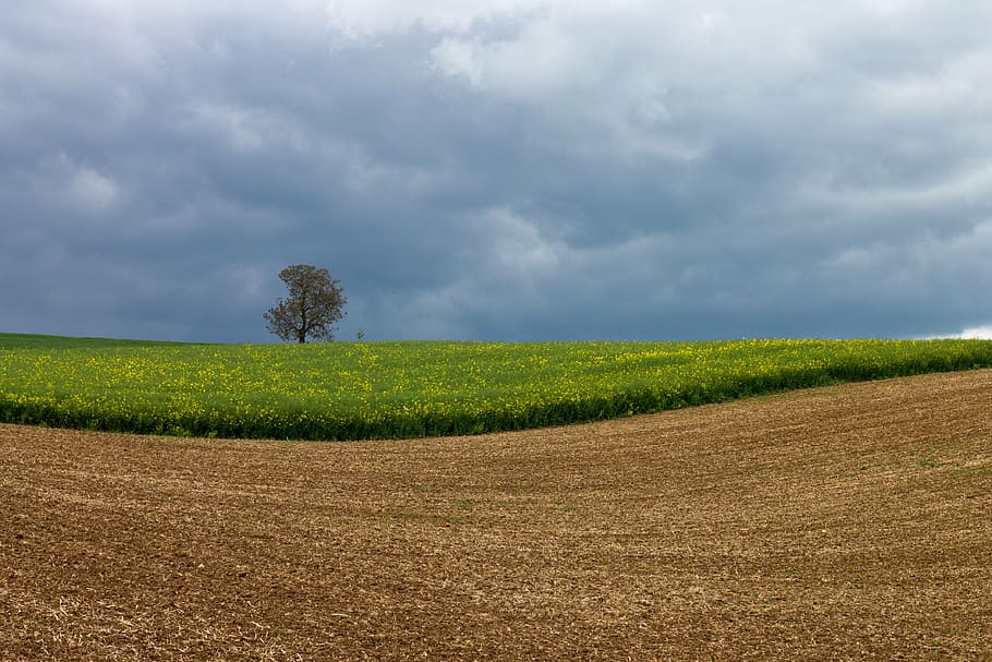 oilseed rape, field, tree, clouds, landscape, arable, cloud - sky HD wallpaper