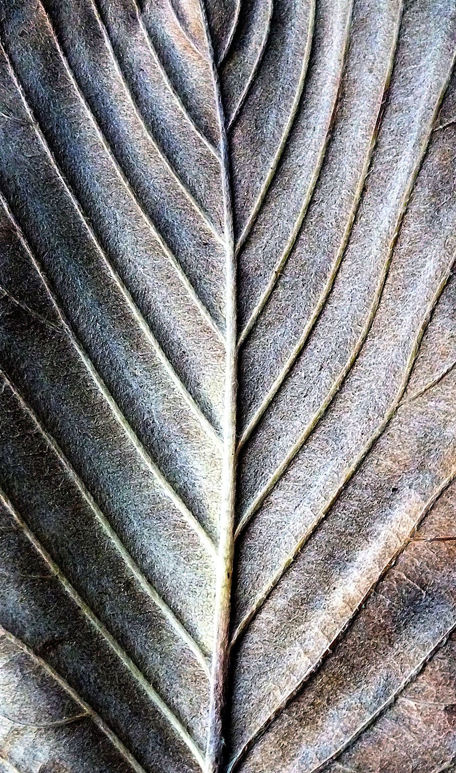 grey mat, leaf, lines, natural, pattern, texture, backgrounds HD wallpaper