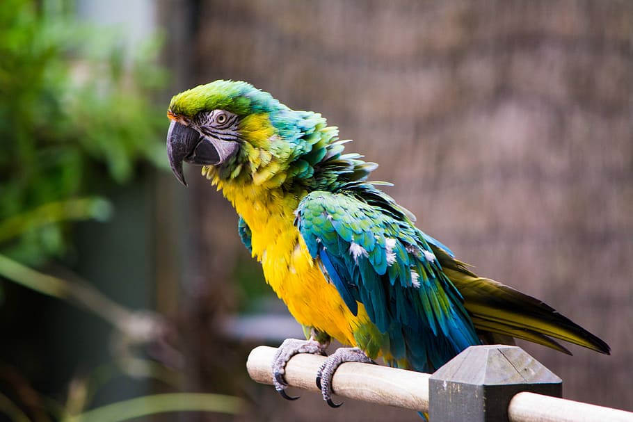 gold and blue Macaw on brown wooden stick, shallow focus photography of blue and yellow macaw HD wallpaper