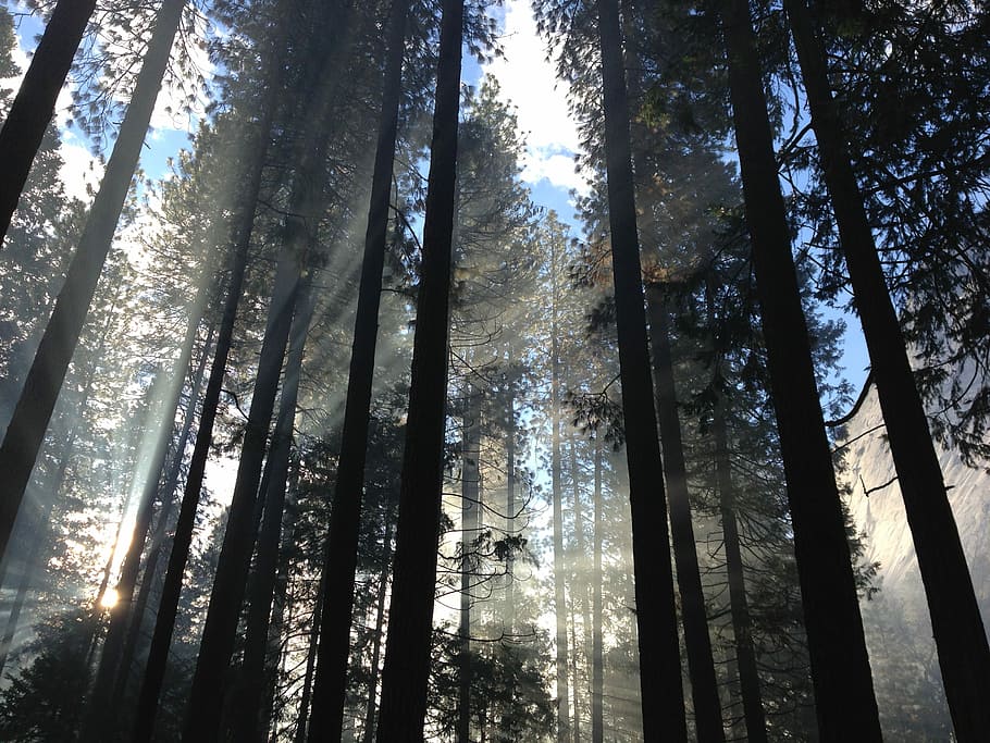 low-angle photo of silhouette trees under gray clouds with blue sky HD wallpaper