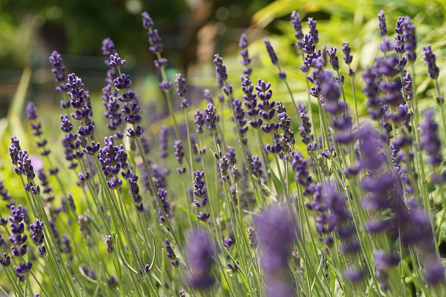 Lavender, Nature, Bloom, purple, flower, lavender colored, growth HD wallpaper