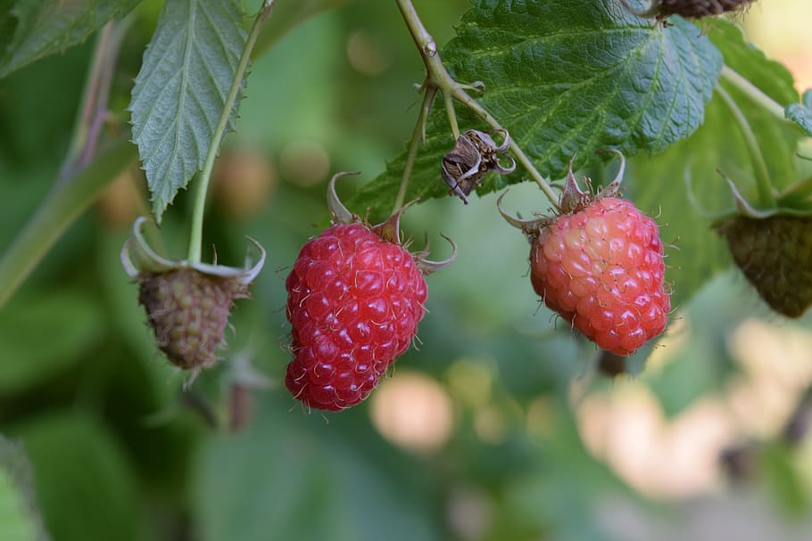 Raspberry, Nature, Food, Fruit, red, fresh, healthy, sweet HD wallpaper
