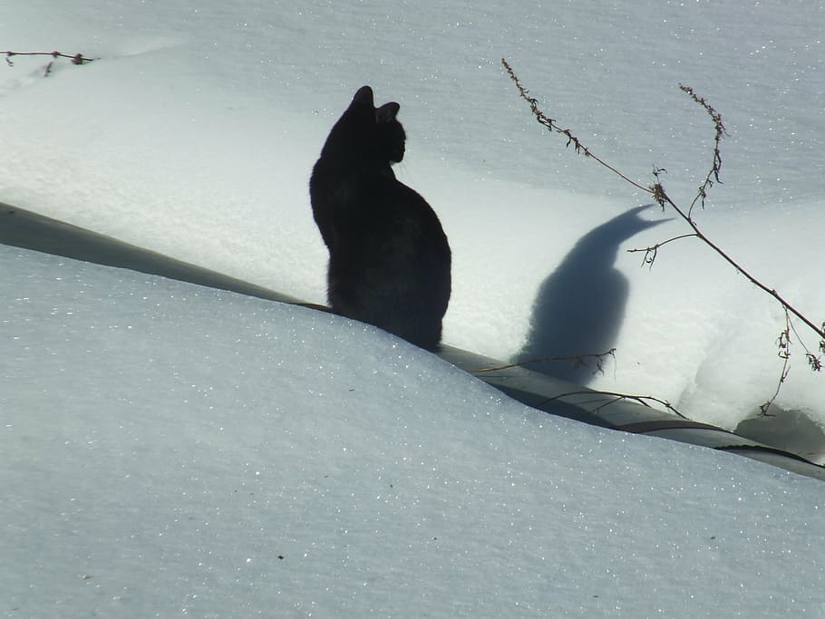 black cat sitting on snow, winter, shadow, frost, pet, cold HD wallpaper