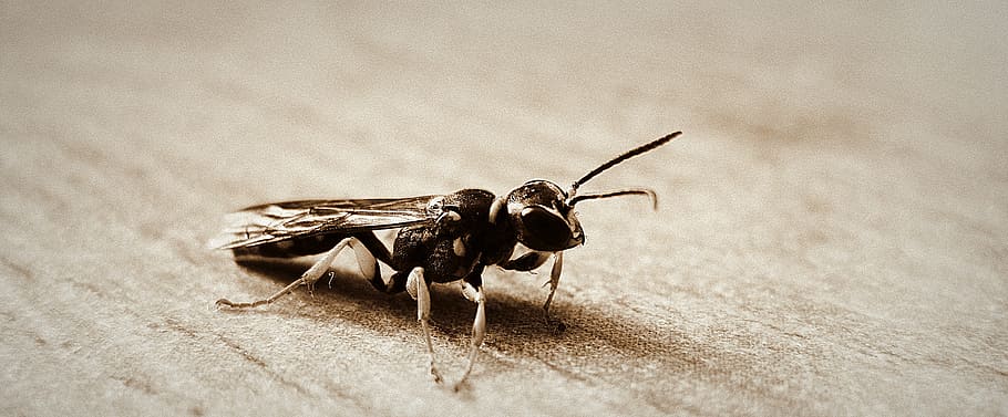 hornet, wings, macro, insect, bug, small, delicate, fragile HD wallpaper