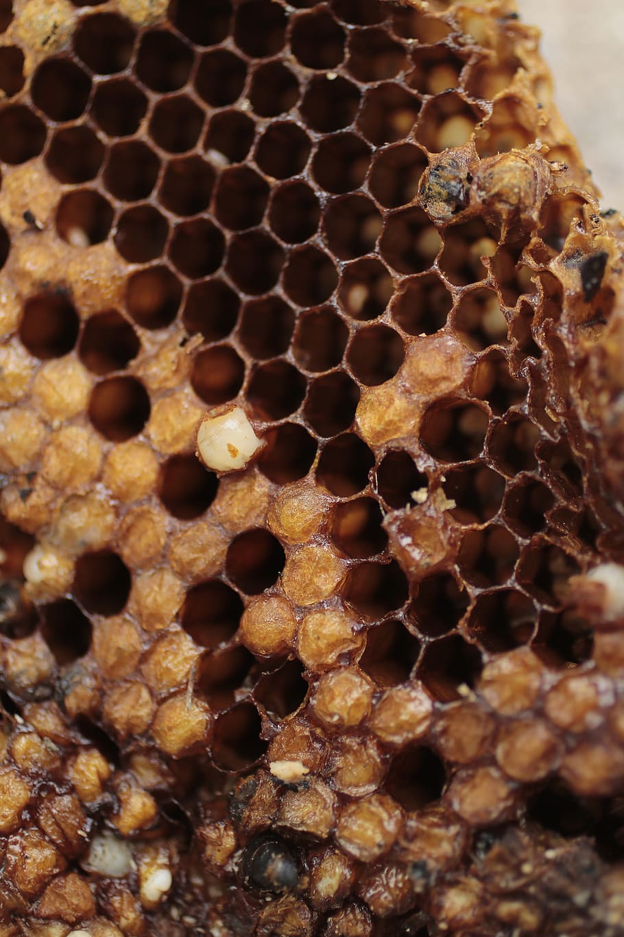 bee, input, diaper, ivy, honeycomb, close-up, beehive, apiculture
